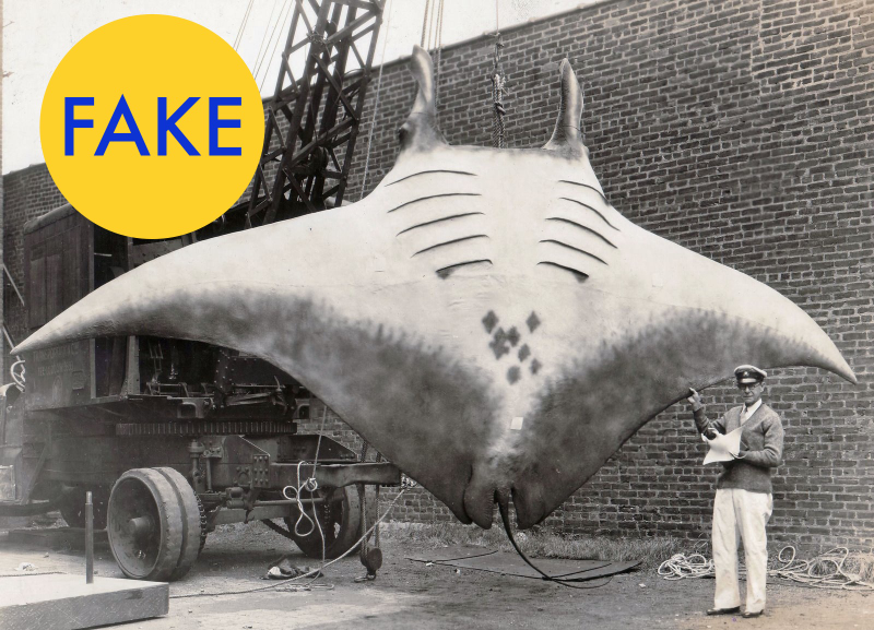 Illustration for article titled 86 Viral Images From 2014 That Were Totally Fake